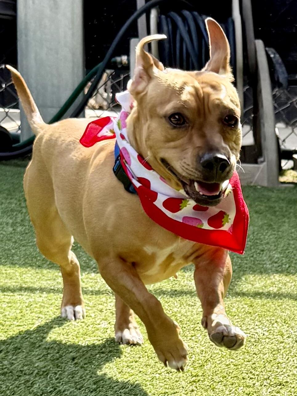 Enlarge Penny, an adopted mixed breed in Lodi, CA image 3/5