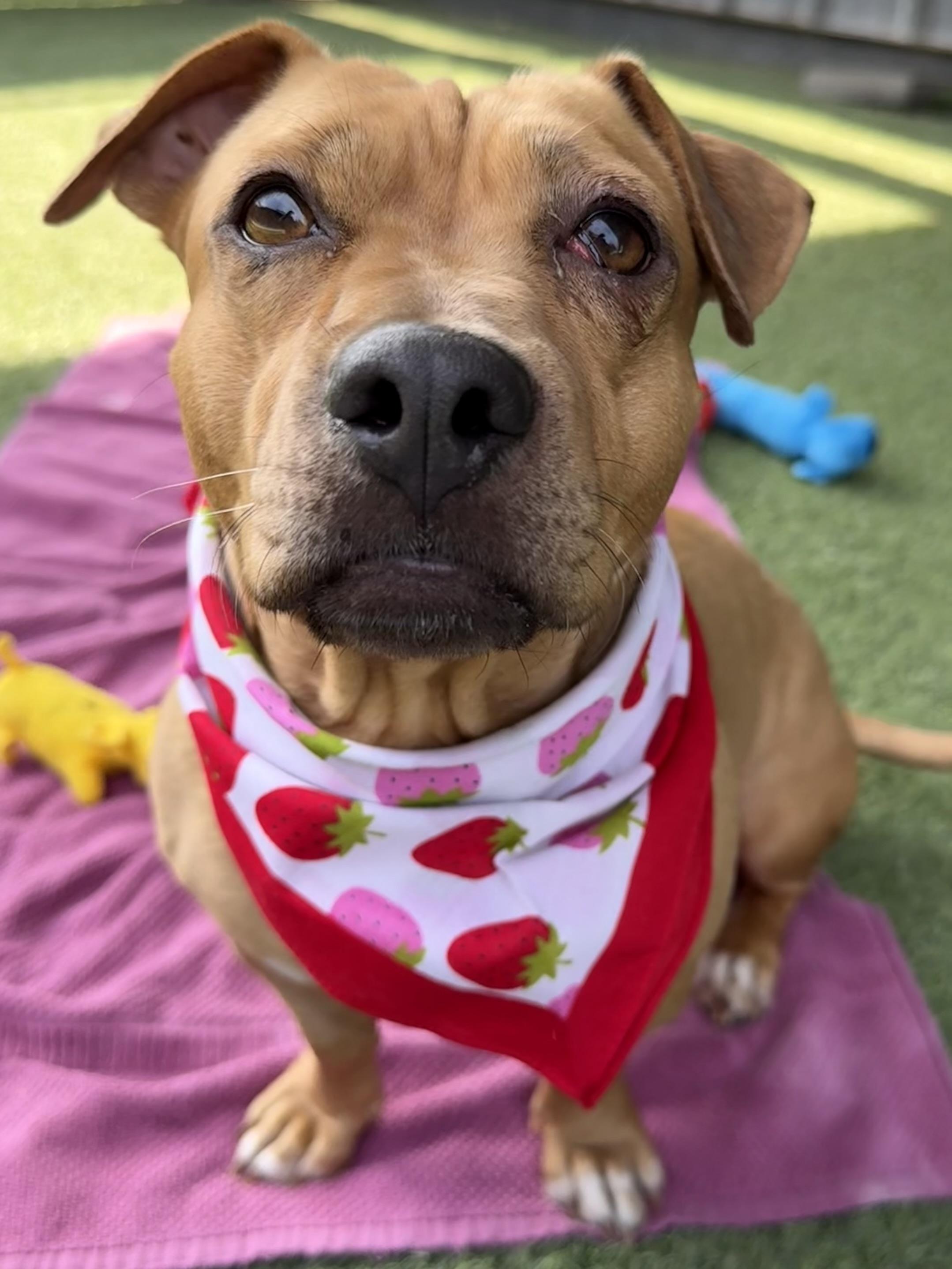 Enlarge Penny, an adopted mixed breed in Lodi, CA image 1/5