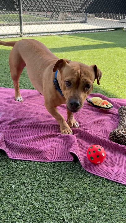 Enlarge Penny, an adopted mixed breed in Lodi, CA video 2/5