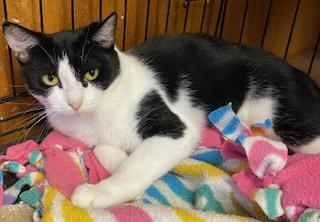 Nancie - sweet and sassy girl abandoned by her previous owner looking for a home