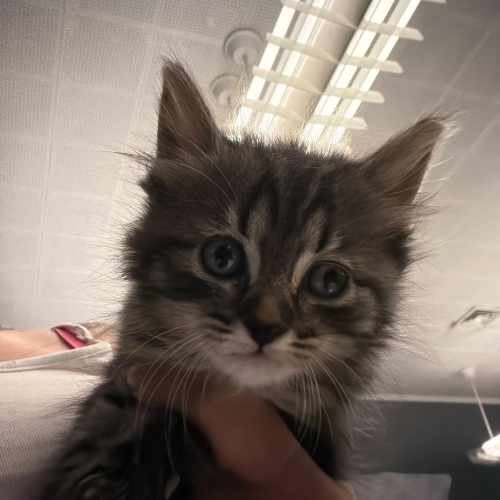 Enlarge Susie, a Adoptable Domestic Long Hair in Oak Hill, WV image 1/1