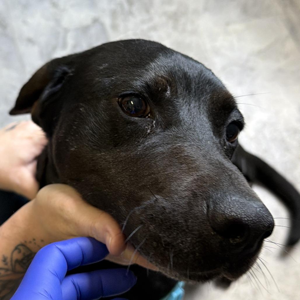 Jeffree, Adoptable, Adult Male Mixed Breed.
