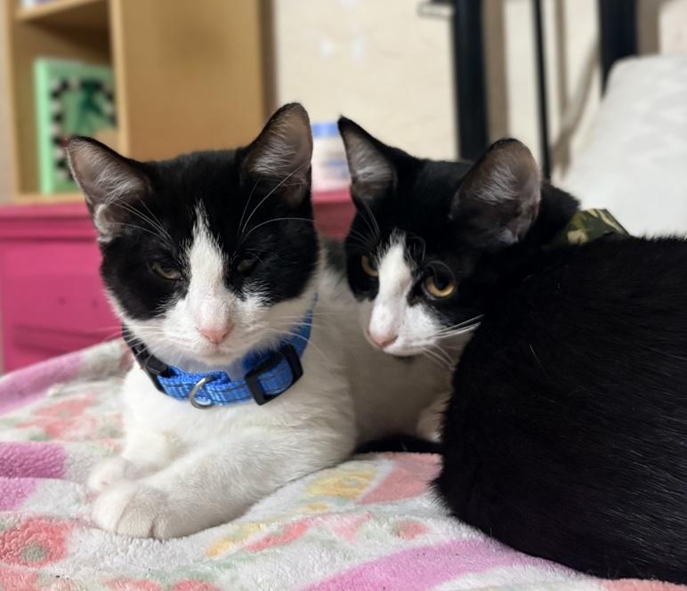 Enlarge Domino and Pinto (bonded brother kittens, Reduced adoption fee), an adopted Domestic Short Hair in Melrose, MA image 4/4