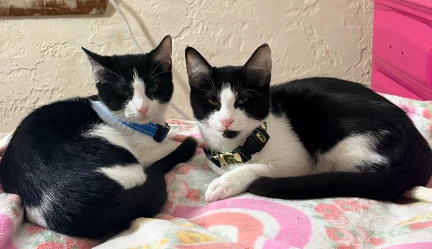 Domino and Pinto (bonded brother kittens, Reduced adoption fee), adopted, Kitten Male Domestic Short Hair.
