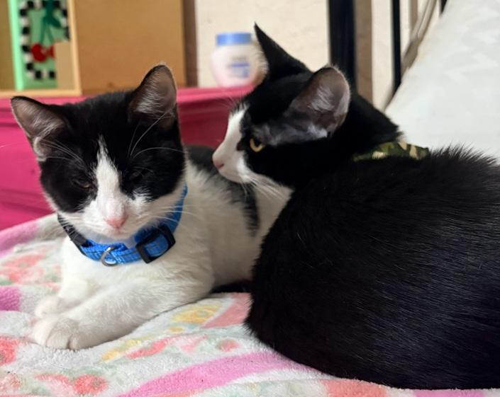 Enlarge Domino and Pinto (bonded brother kittens, Reduced adoption fee), an adopted Domestic Short Hair in Melrose, MA image 3/4