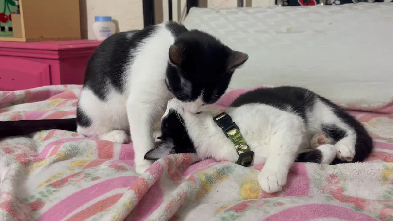 Enlarge Domino and Pinto (bonded brother kittens, Reduced adoption fee), an adopted Domestic Short Hair in Melrose, MA video 2/4