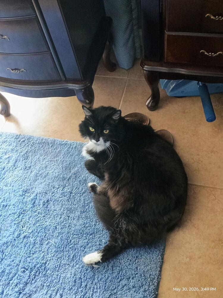 Oreo 7, Adoptable, Senior Female Domestic Long Hair.