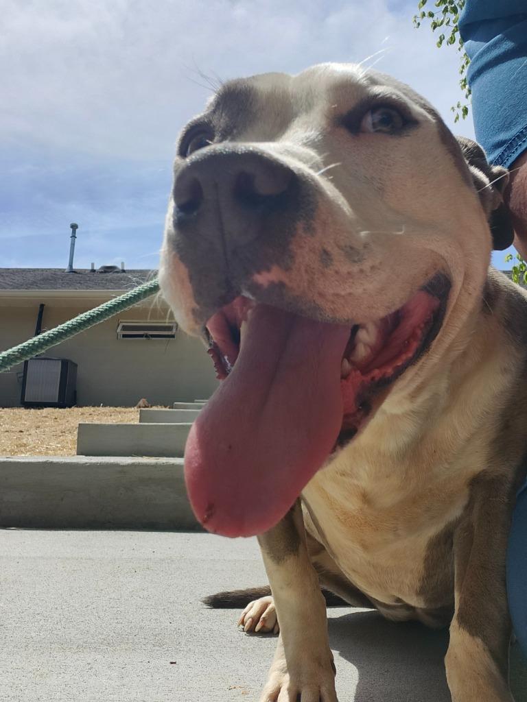 Enlarge SABLE, a Adoptable Pit Bull Terrier in Athens, AL image 4/6