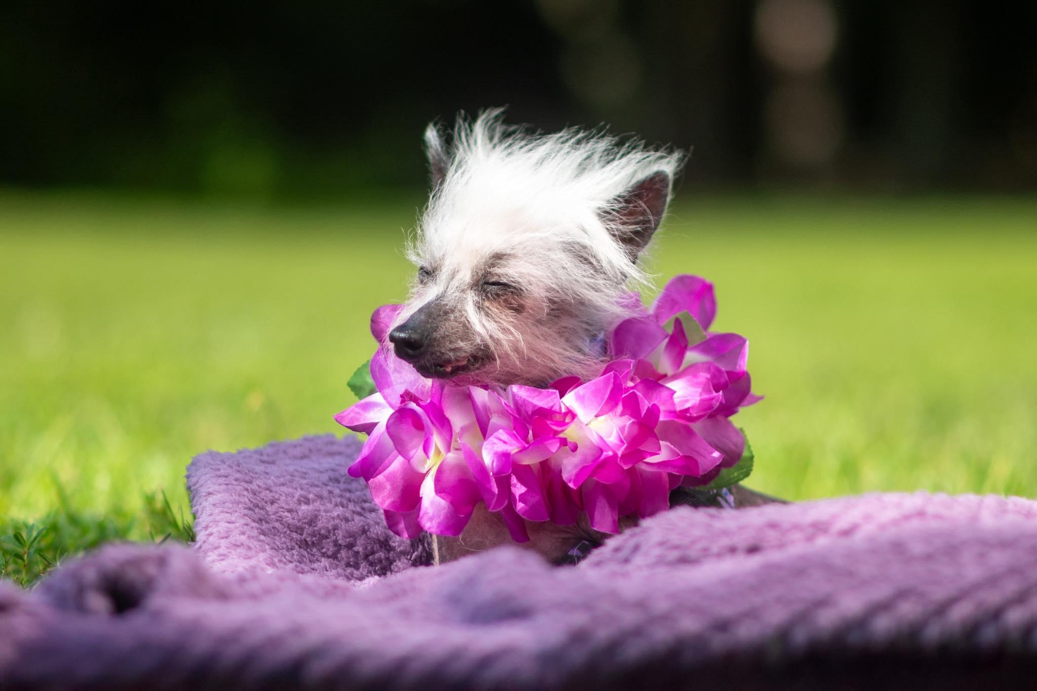 Violet- Vero Beach, FL, Adopted, Senior Female Chinese Crested Dog.