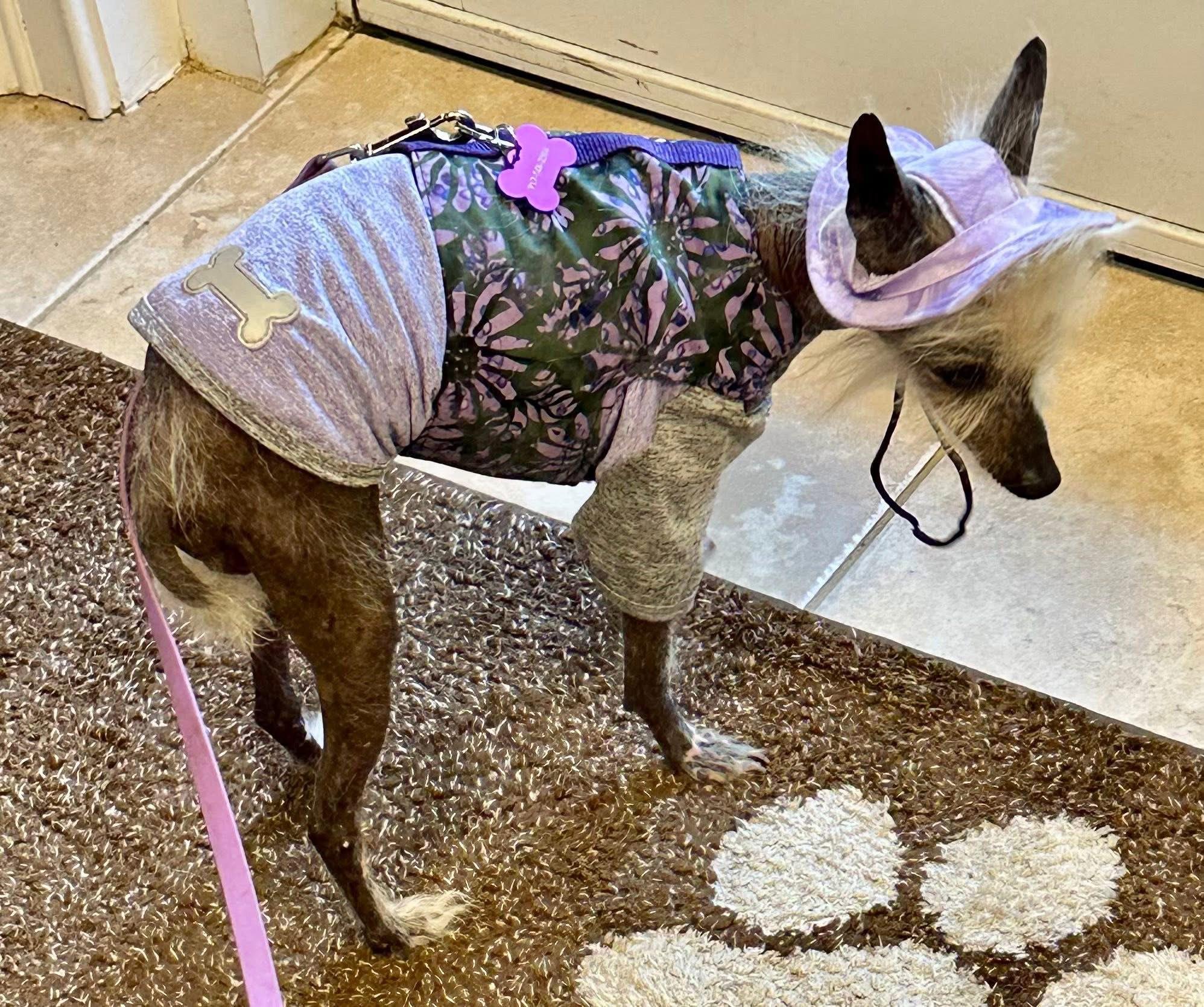 Enlarge Violet- Vero Beach, FL, a Adopted Chinese Crested Dog in Bradenton, FL image 3/5