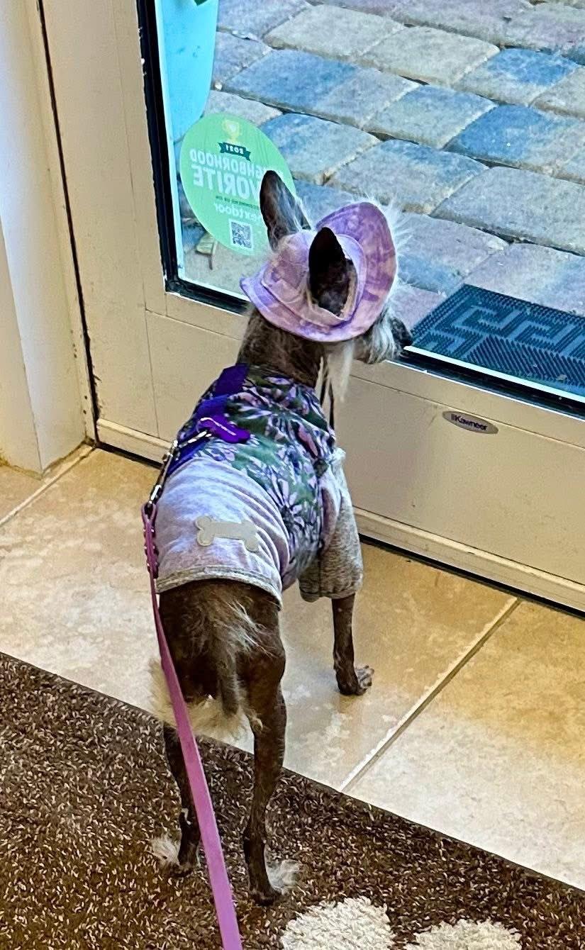 Enlarge Violet- Vero Beach, FL, a Adopted Chinese Crested Dog in Bradenton, FL image 4/5