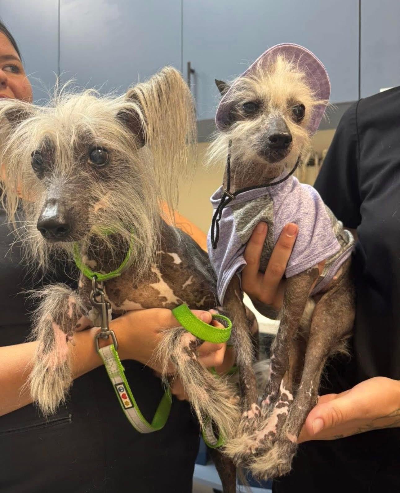 Enlarge Violet- Vero Beach, FL, a Adopted Chinese Crested Dog in Bradenton, FL image 5/5