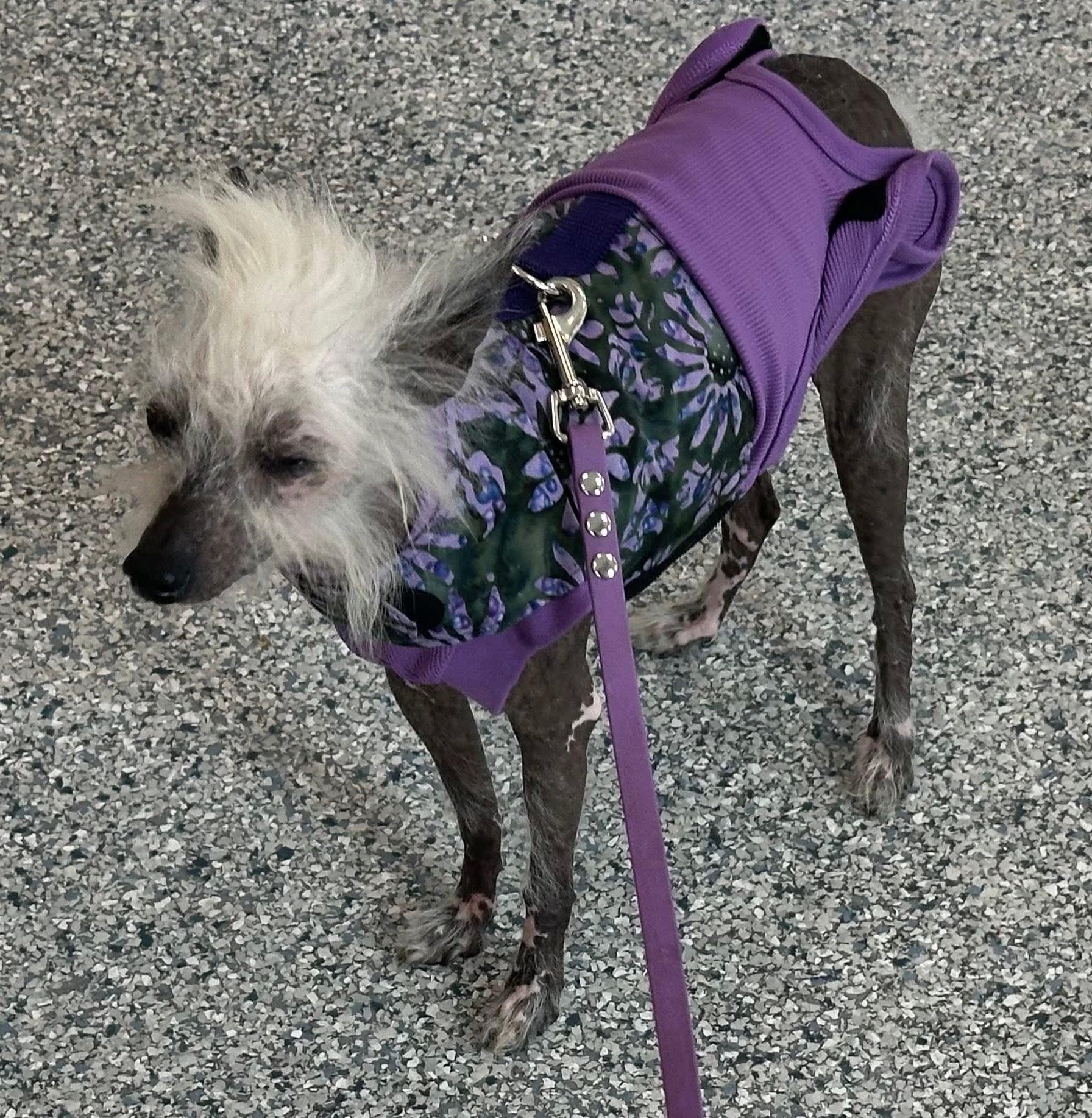 Enlarge Violet- Vero Beach, FL, a Adopted Chinese Crested Dog in Bradenton, FL image 2/5