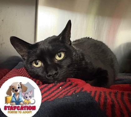 Enlarge Harley, a Adoptable mixed breed in Phoenix, AZ image 1/2
