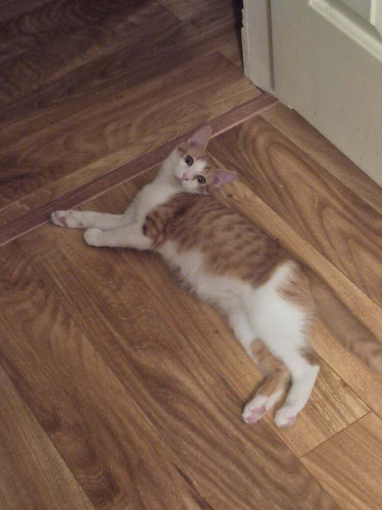 Enlarge Mercy, a Adoptable mixed breed in Mooresville, NC image 1/1