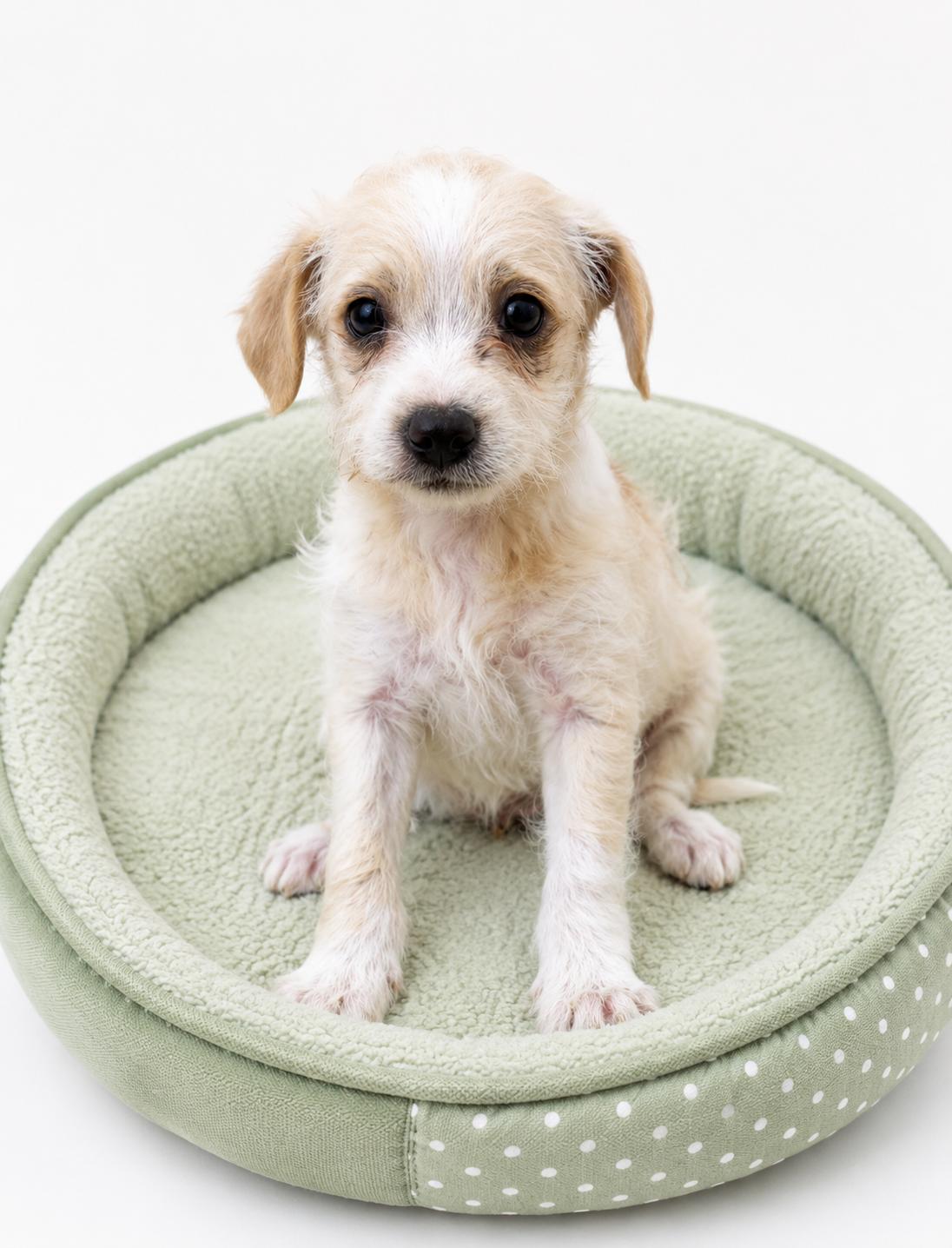Zephyr, ADOPTABLE, Puppy Male Miniature Poodle & Terrier.