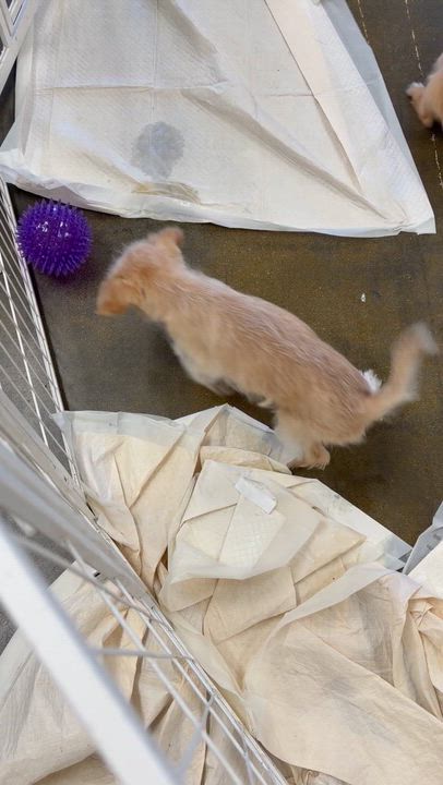 Enlarge Zephyr, a ADOPTABLE mixed breed in Corona, CA video 2/2