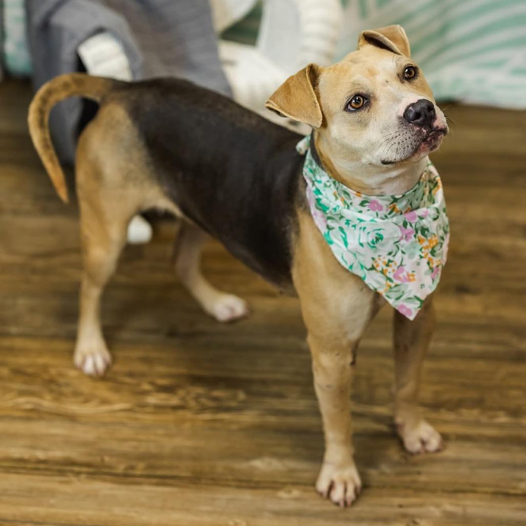 Enlarge PopTart (Sponsored), a Adoptable mixed breed in East Saint Louis, IL image 1/6