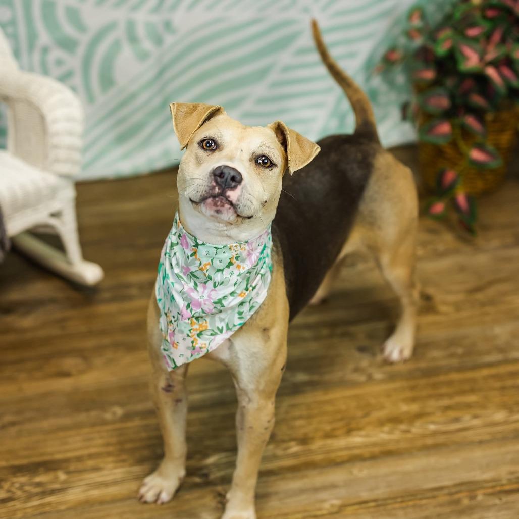 Enlarge PopTart (Sponsored), a Adoptable mixed breed in East Saint Louis, IL image 3/6