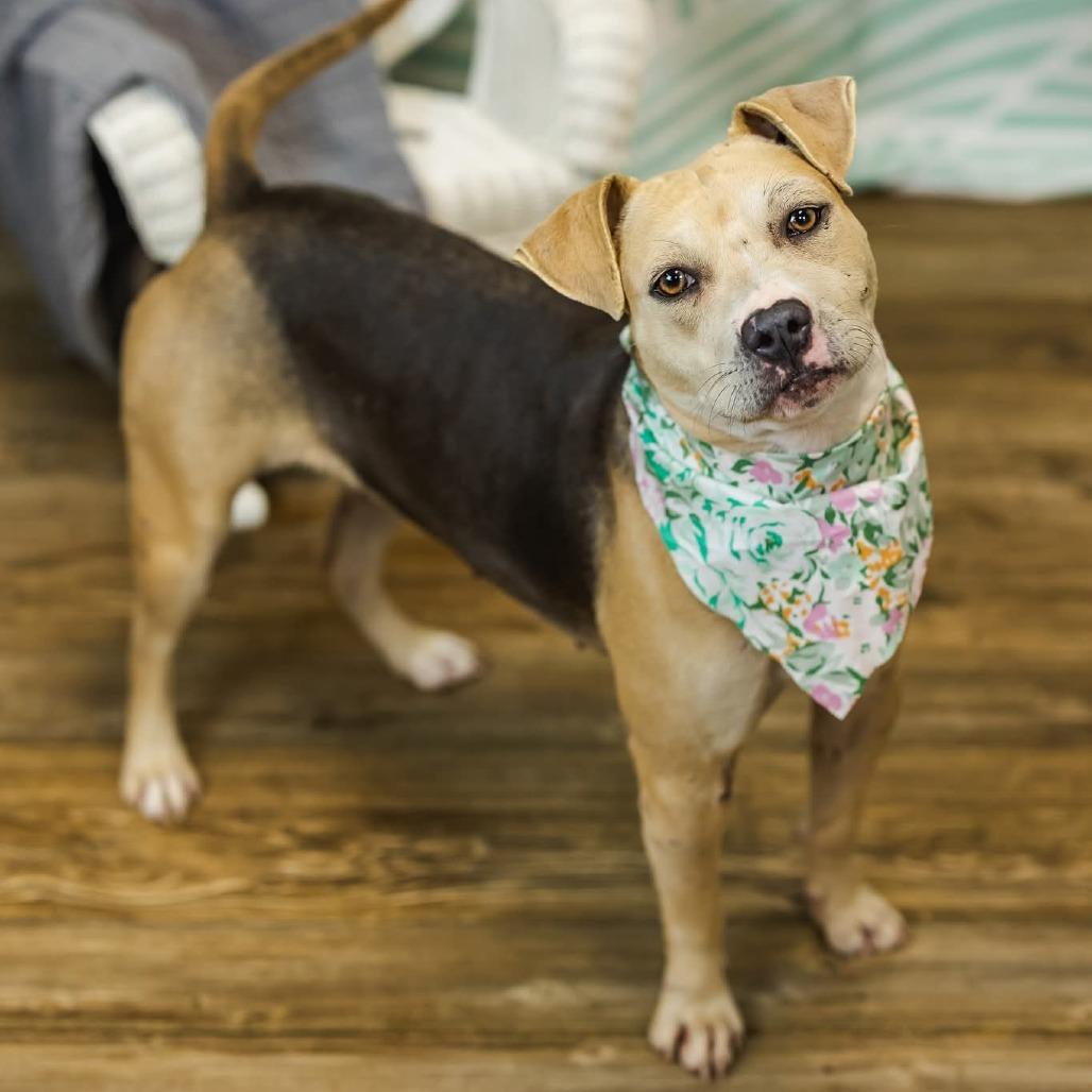 Enlarge PopTart (Sponsored), a Adoptable mixed breed in East Saint Louis, IL image 4/6