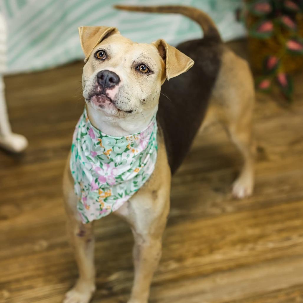 Enlarge PopTart (Sponsored), a Adoptable mixed breed in East Saint Louis, IL image 5/6