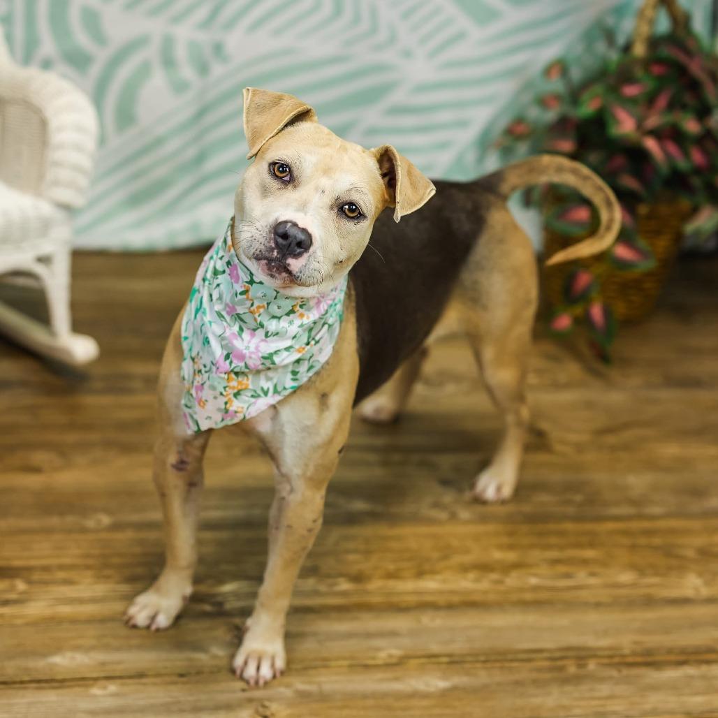 Enlarge PopTart (Sponsored), a Adoptable mixed breed in East Saint Louis, IL image 6/6