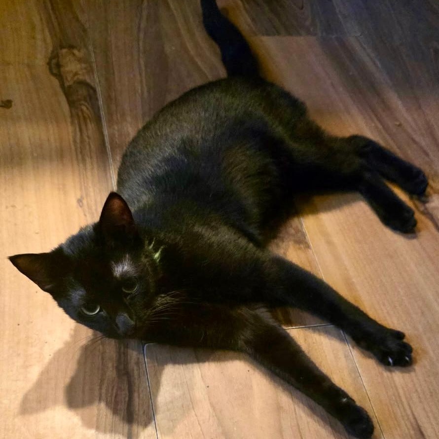 Little Bit, ADOPTABLE, Young Female Domestic Short Hair.