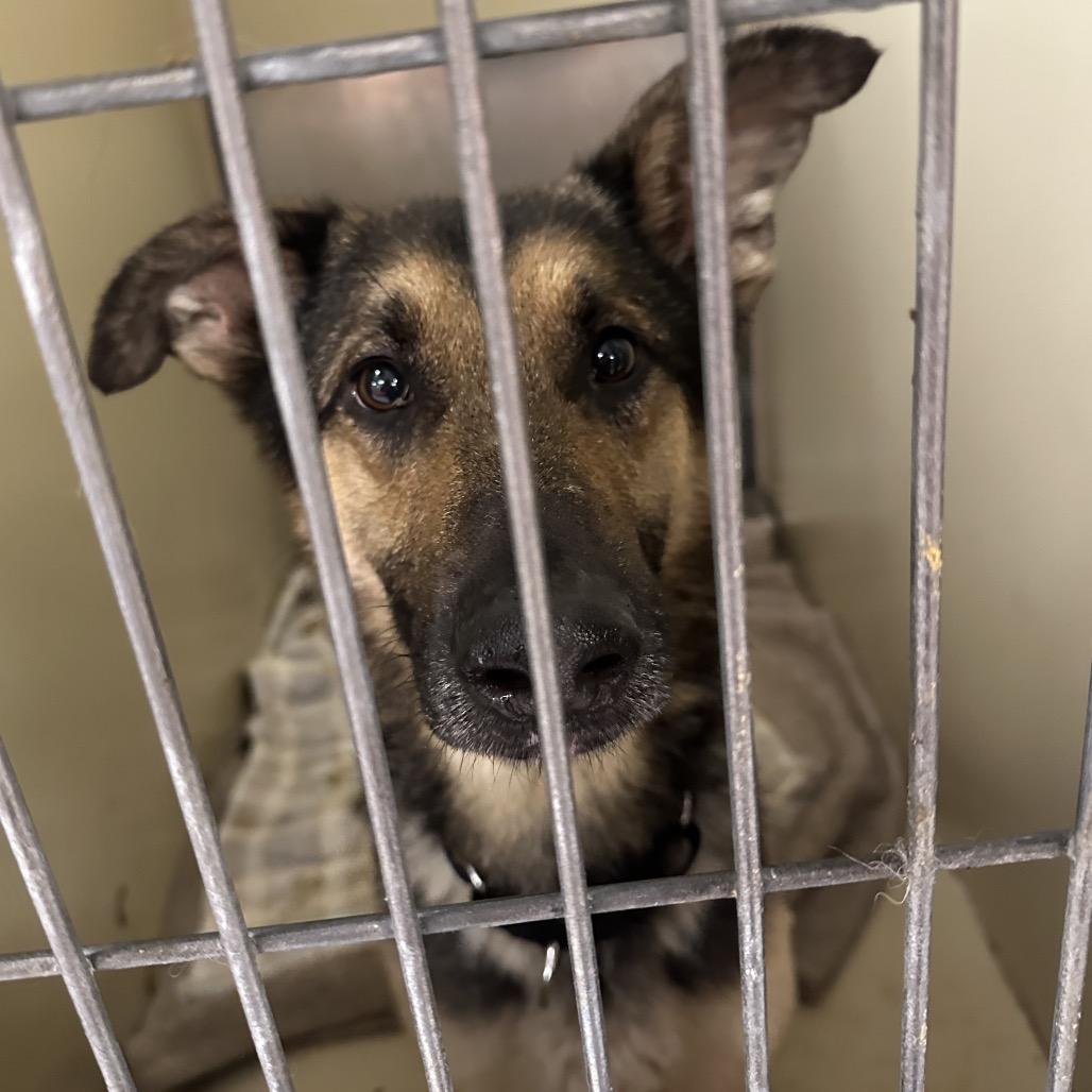 Brick, Adoptable, Adult Male German Shepherd Dog.