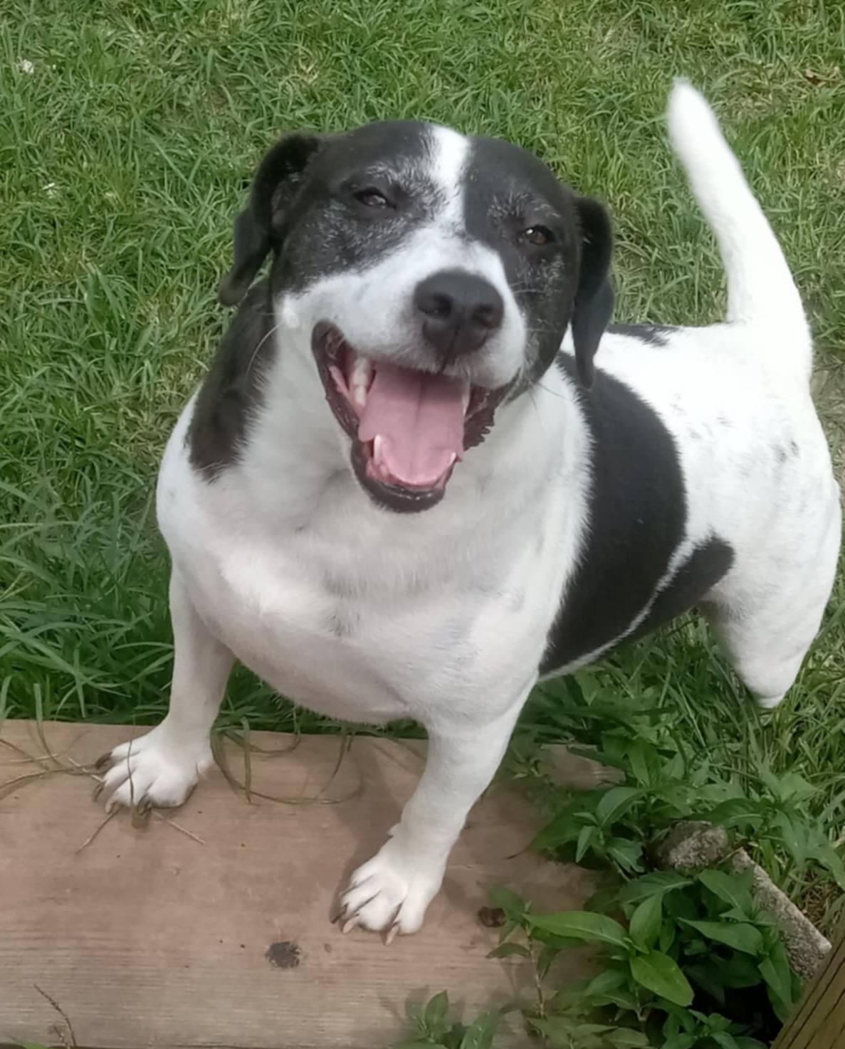 Spot, Adoptable, Adult Male Hound.