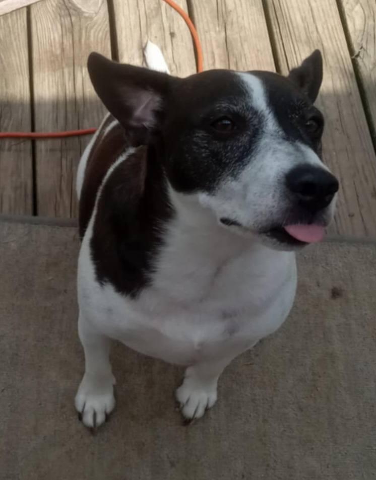 Spot, a Adoptable Hound in Fort Payne, AL image 2/4