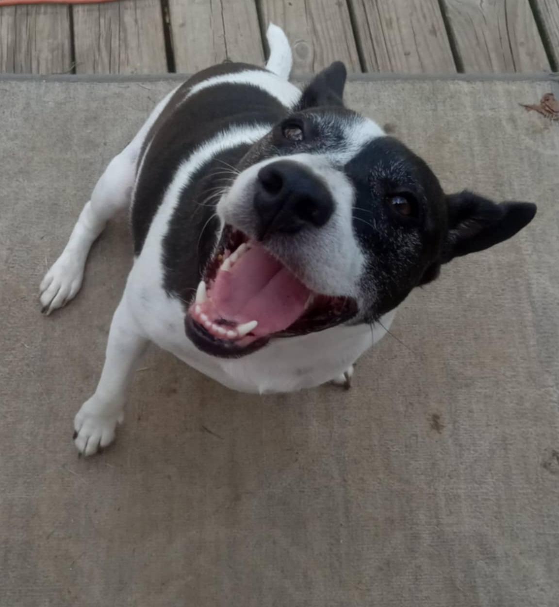 Spot, Adoptable, Adult Male Hound.