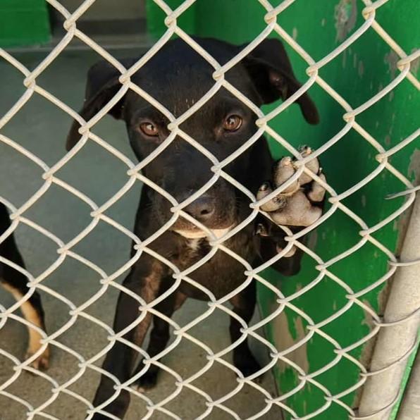 Pinto, Adoptable, Young Male Pit Bull Terrier.