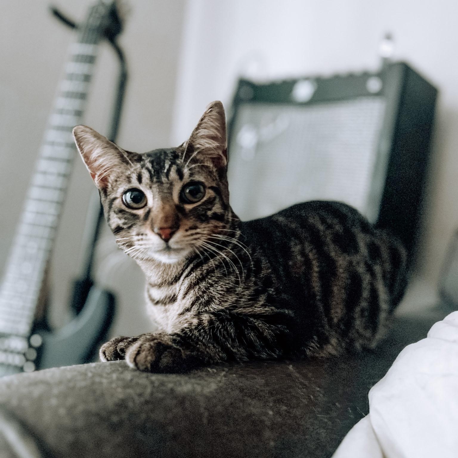Enlarge Cyril, a Adoptable Domestic Short Hair in Yukon, OK image 1/2