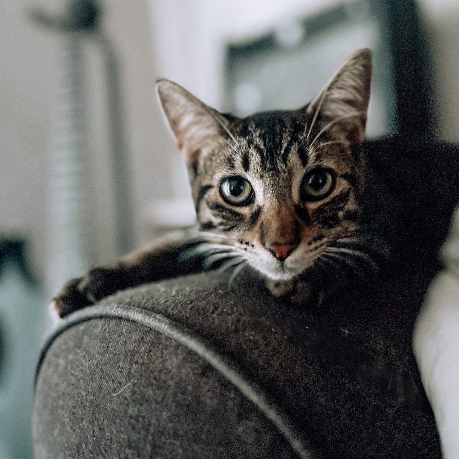 Enlarge Cyril, a Adoptable Domestic Short Hair in Yukon, OK image 2/2