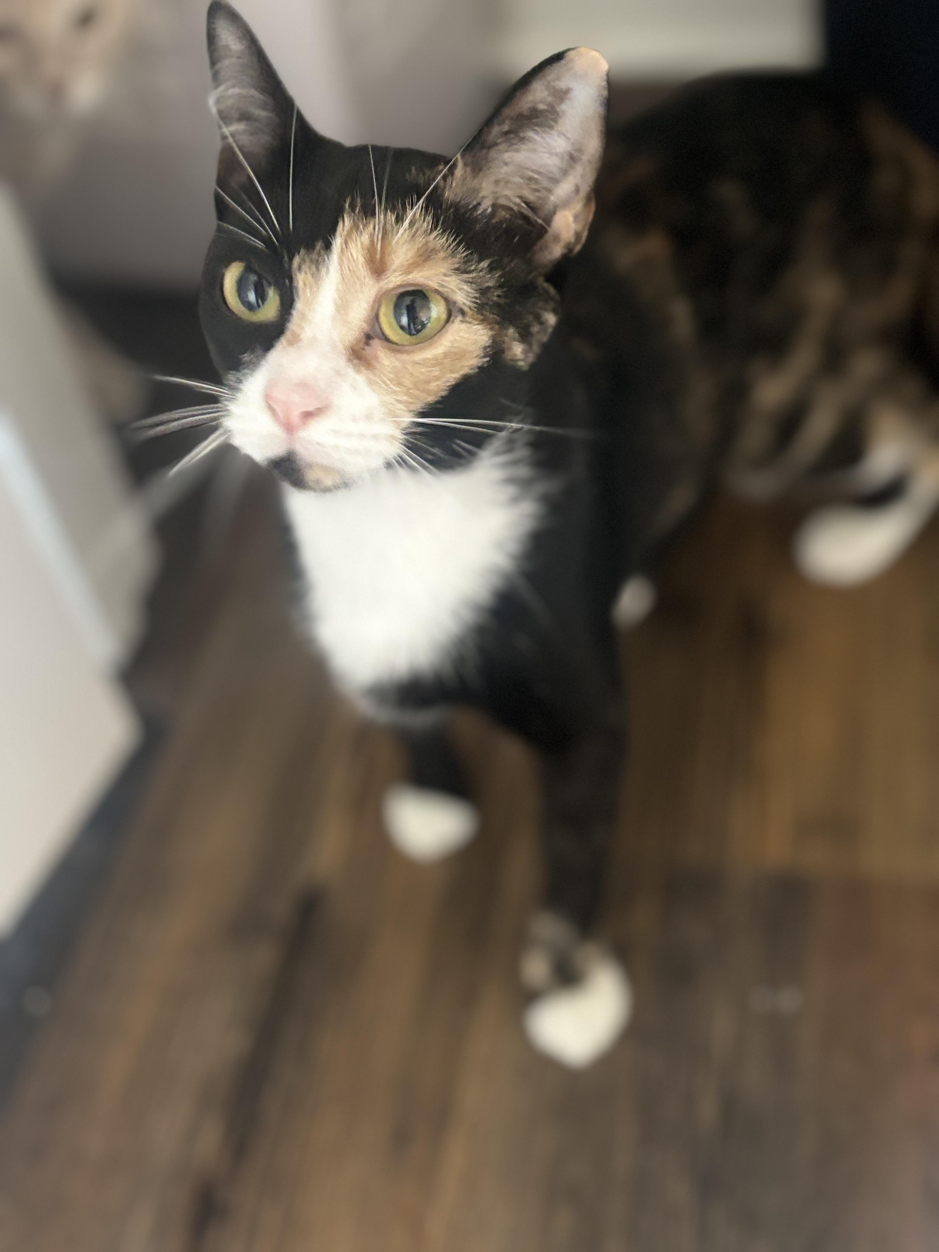 Enlarge Vivienne, a ADOPTABLE Calico in Woodstock, GA image 4/4