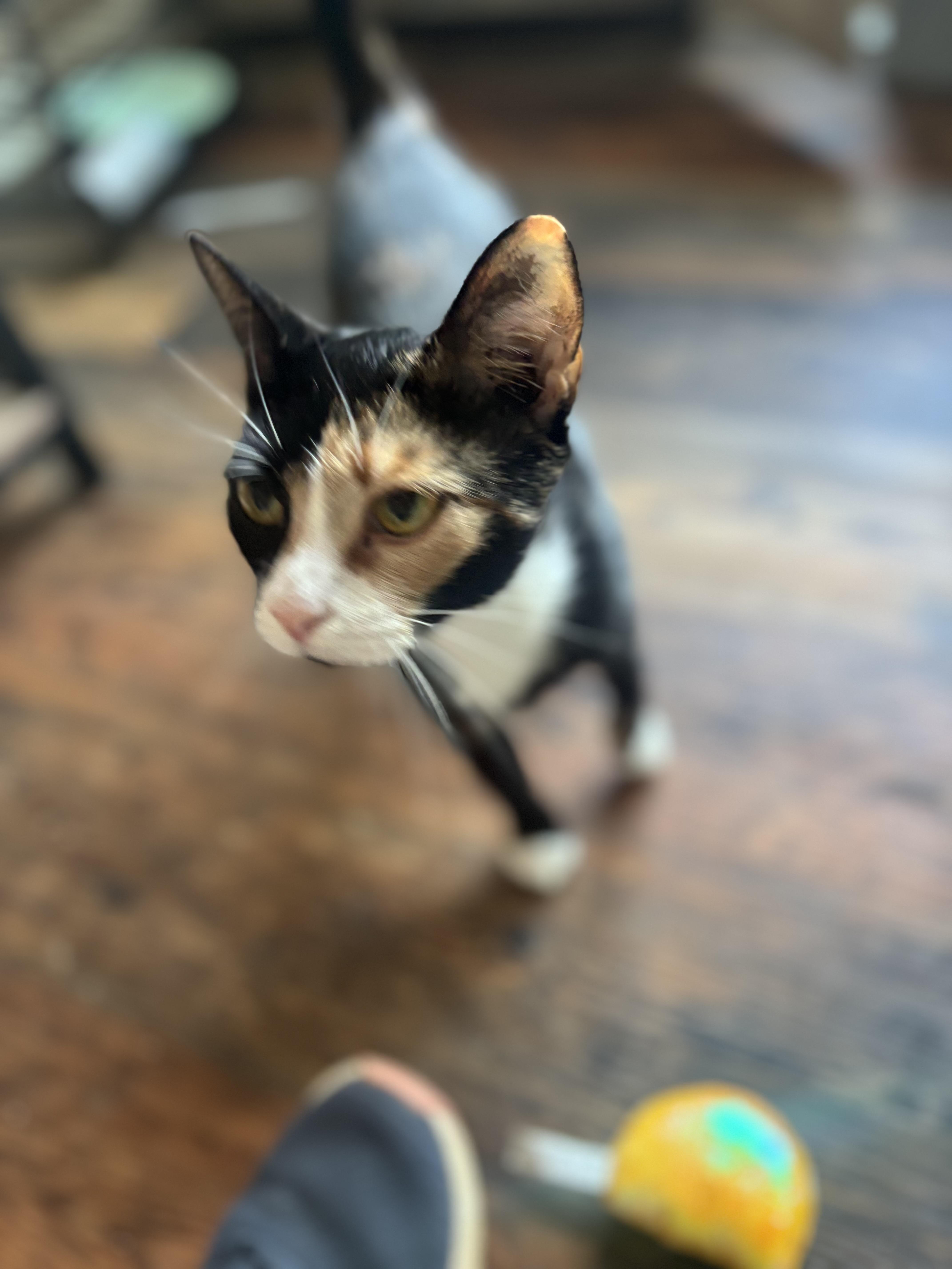 Vivienne, ADOPTABLE, Adult Female Calico.
