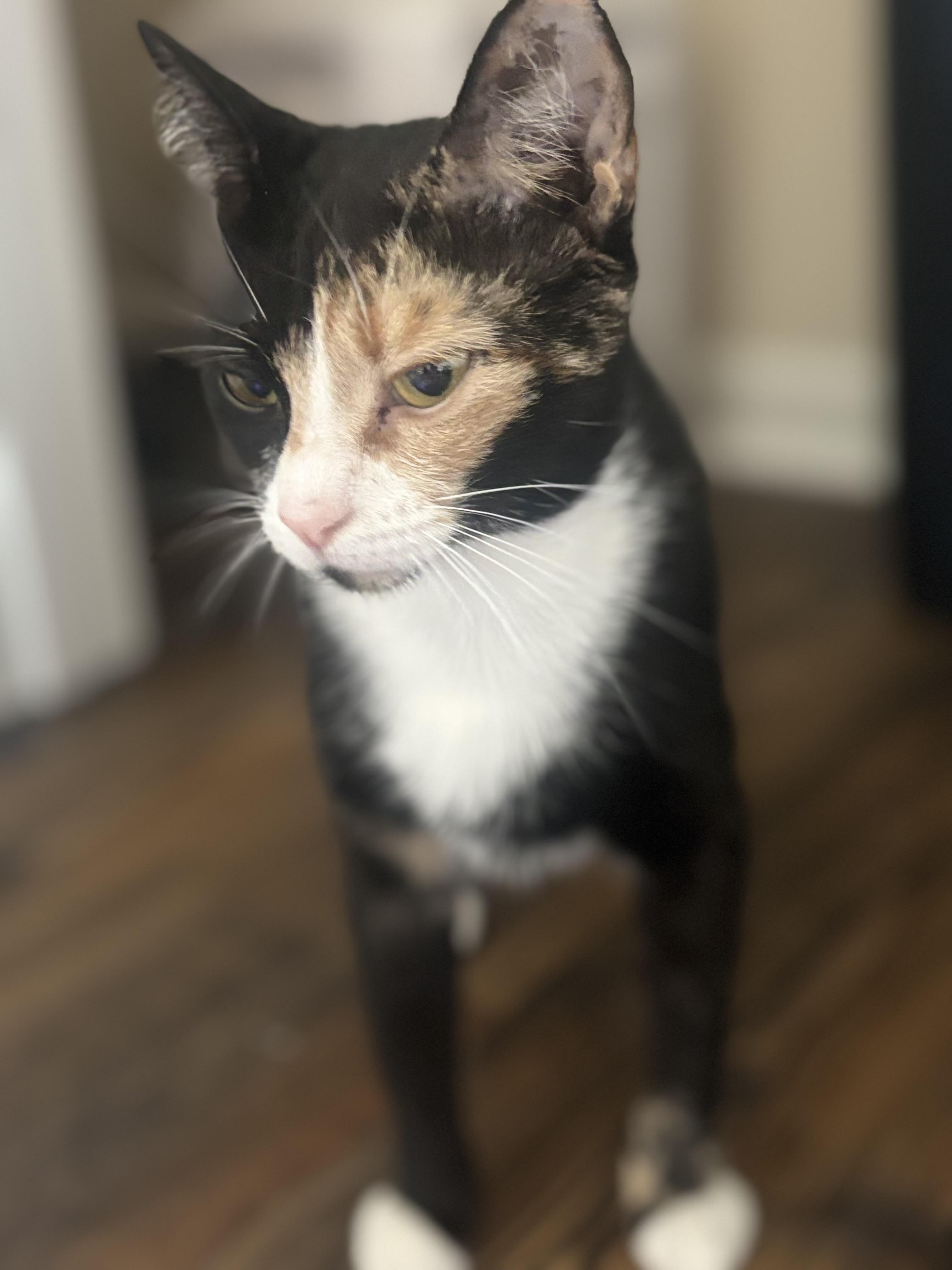 Enlarge Vivienne, a ADOPTABLE Calico in Woodstock, GA image 3/4