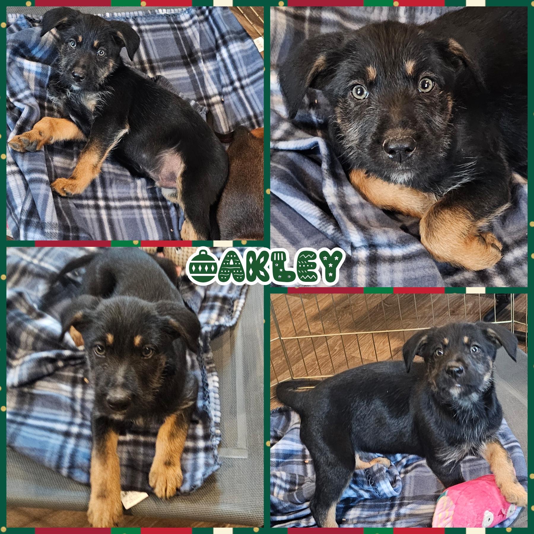 Enlarge Oakley, a Adoptable mixed breed in Blacksburg, SC image 1/1