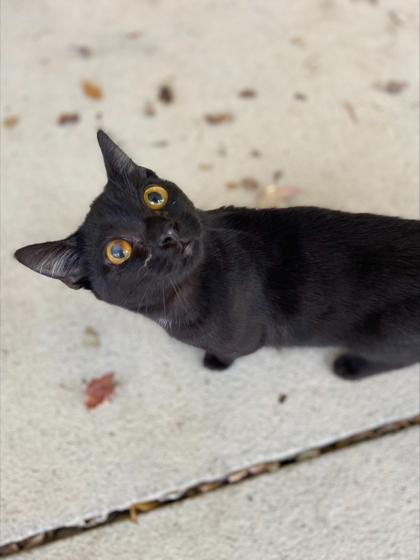 Susanne Valenti thumbnail 2