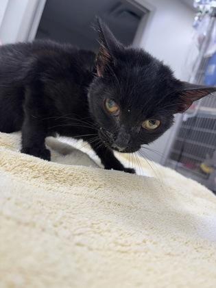 Susanne Valenti thumbnail 3