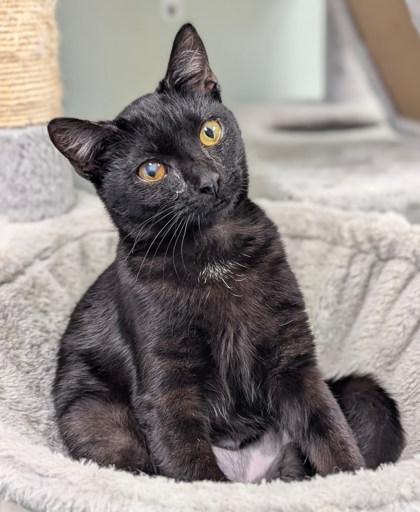 Susanne Valenti thumbnail 4