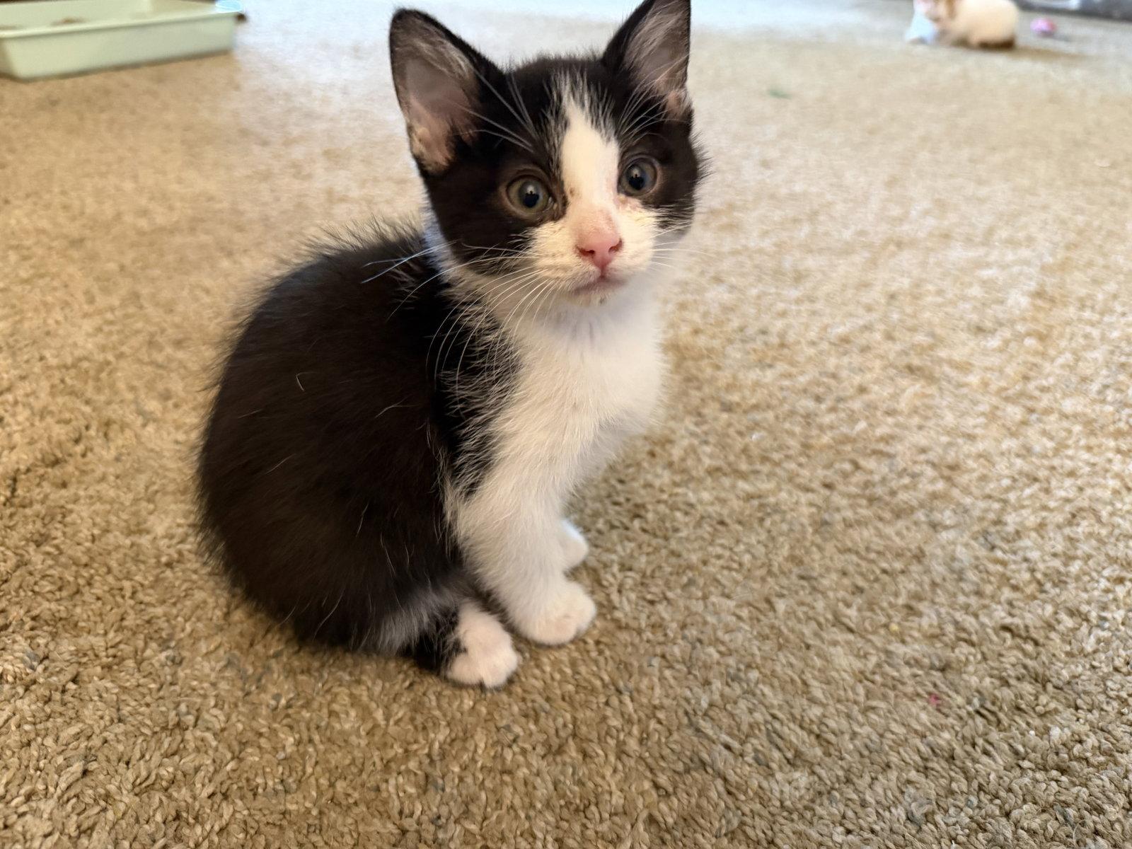 Taffy, Adoptable, Kitten Male Domestic Short Hair.