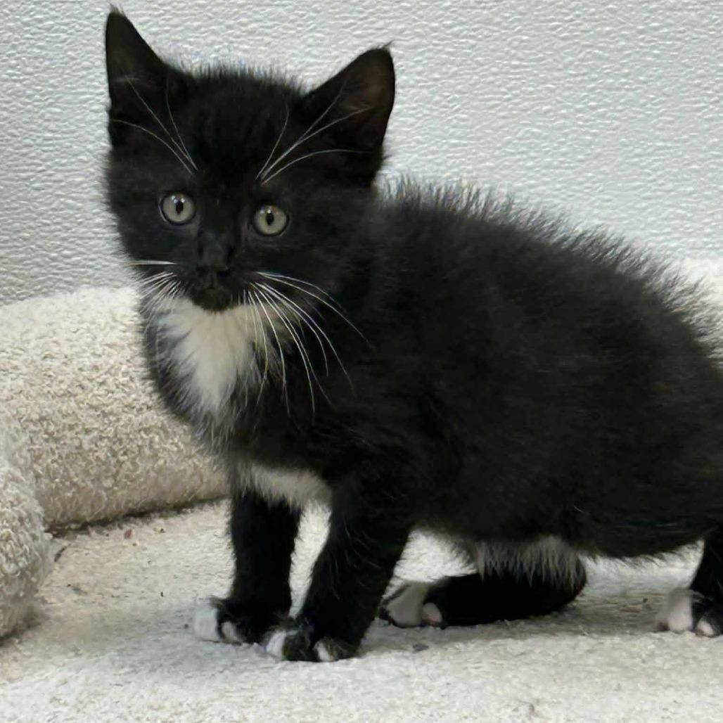 Bean, Adoptable, Kitten Female Domestic Short Hair.