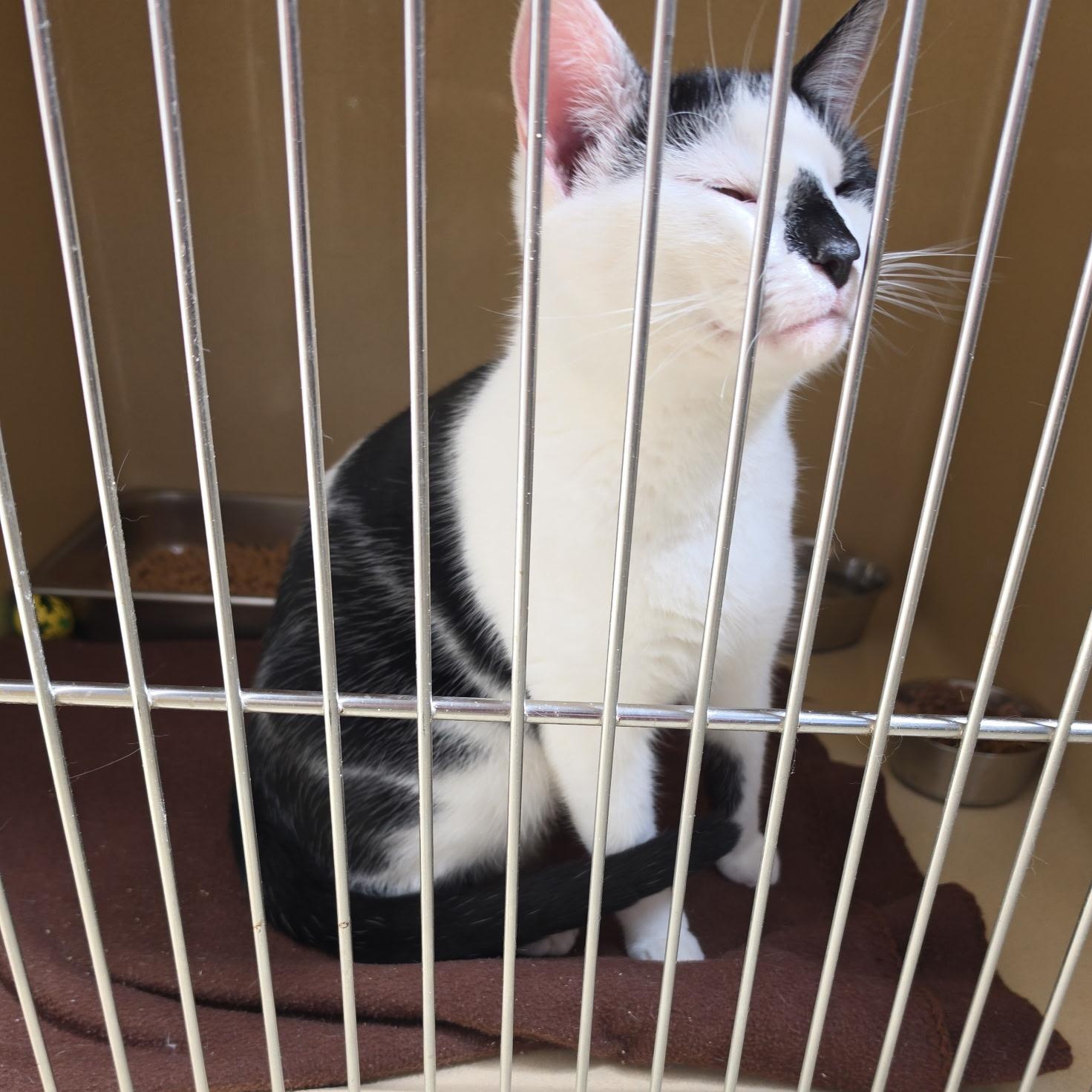 Enlarge Pandy, an adopted Tabby in Clarksville, VA image 5/5