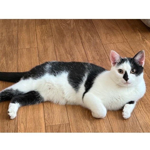 Enlarge Pandy, an adopted Tabby in Clarksville, VA image 3/5