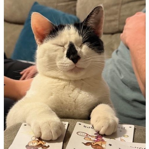 Enlarge Pandy, an adopted Tabby in Clarksville, VA image 1/5