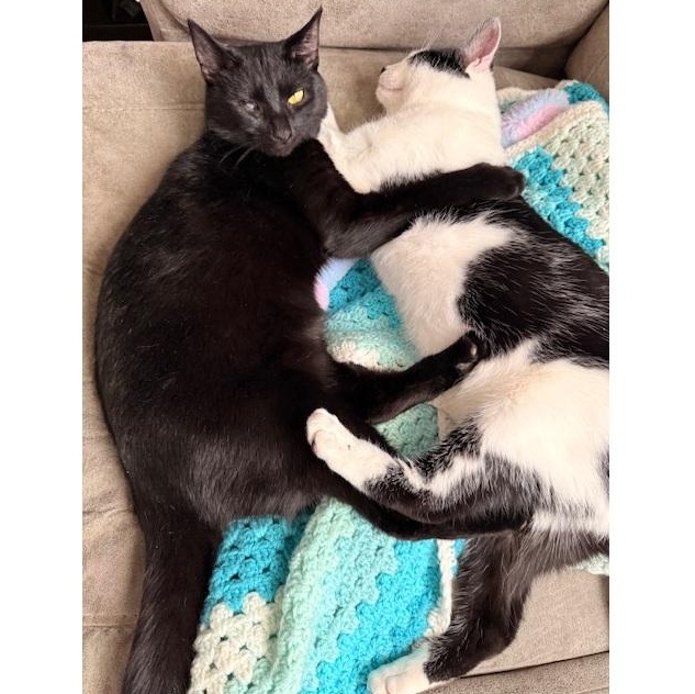 Enlarge Pandy, an adopted Tabby in Clarksville, VA image 4/5