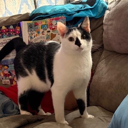 Enlarge Pandy, an adopted Tabby in Clarksville, VA image 2/5