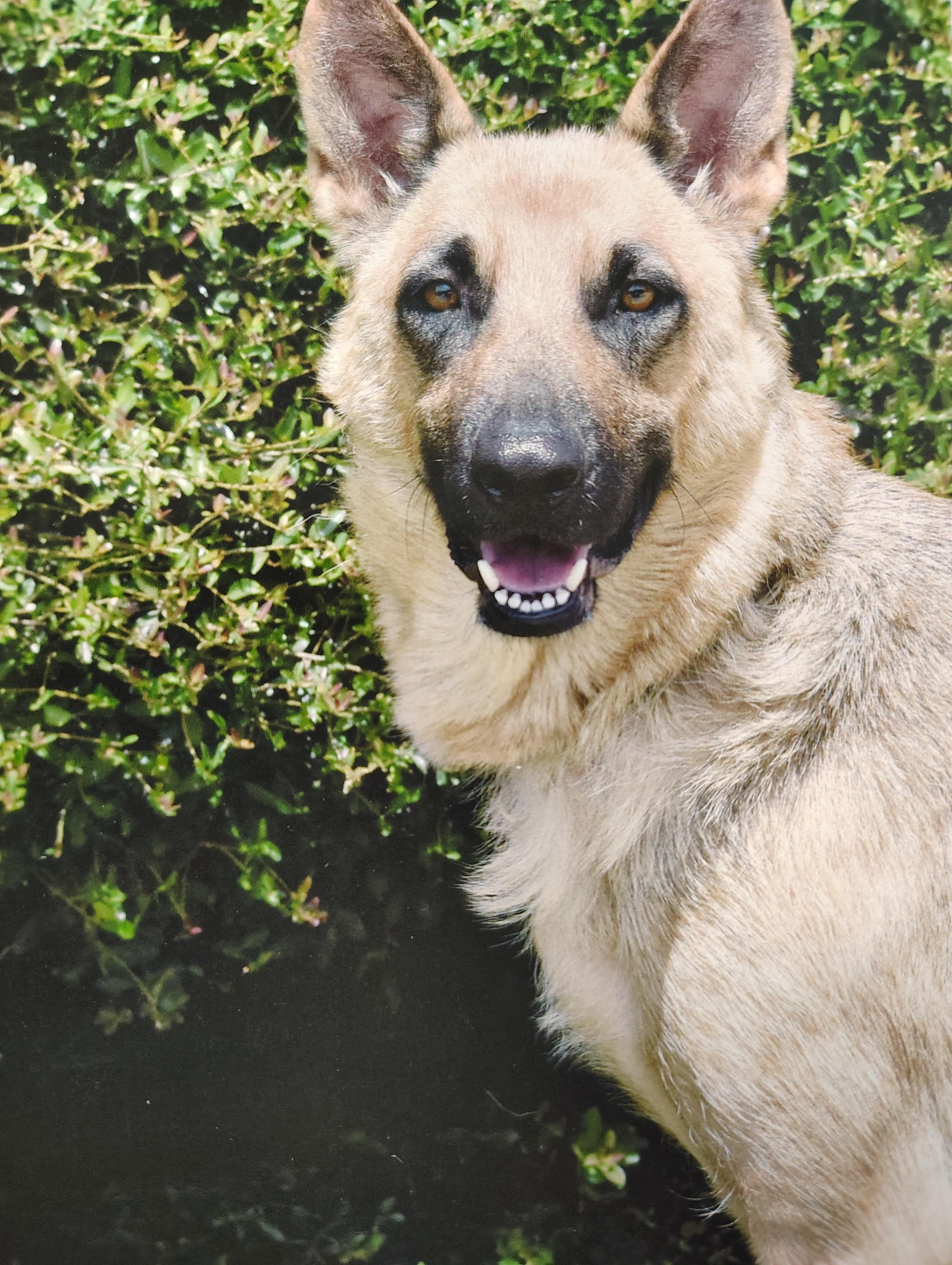 Enlarge Trina, a Adopted German Shepherd Dog in Huntsville , TX image 1/1