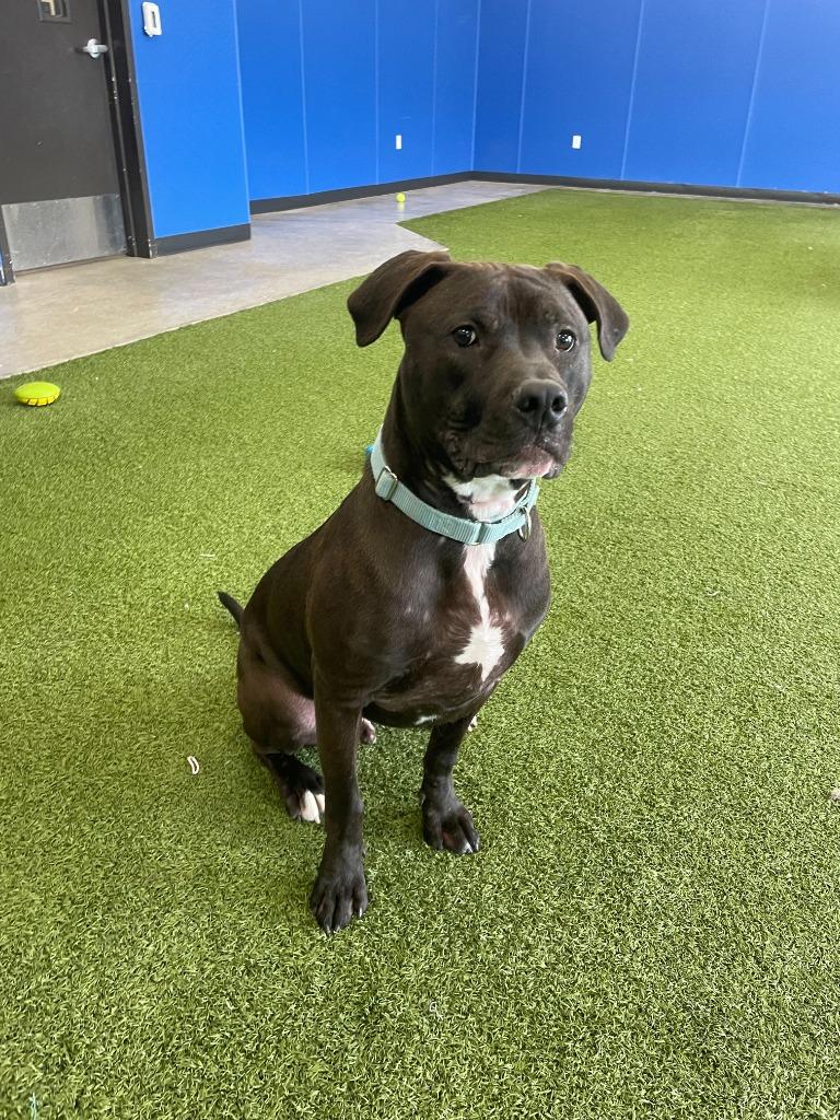 Alfie, Adoptable, Puppy Male Mixed Breed.